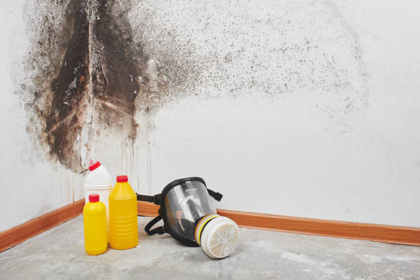 Best Mold Removal Specialists  in Cave City, KY