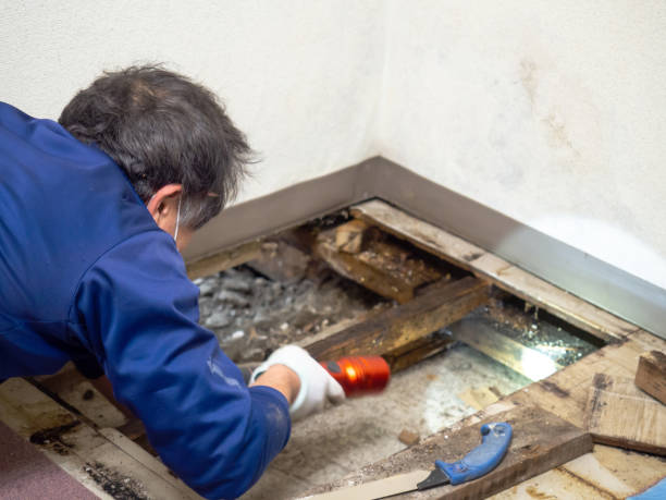 Best Black Mold Removal  in Cave City, KY
