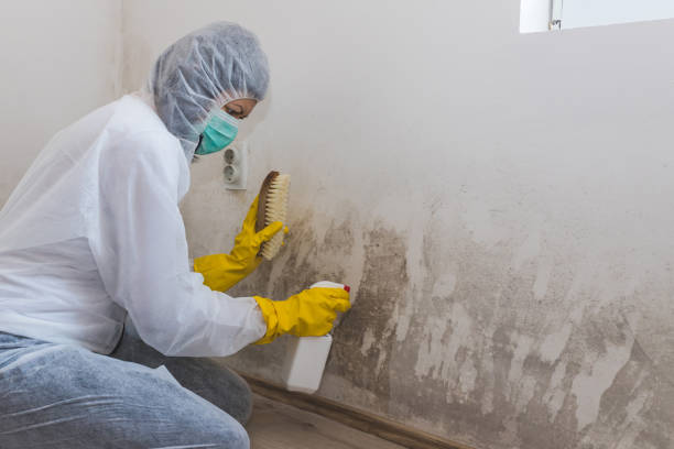Best Mold Remediation Experts  in Cave City, KY