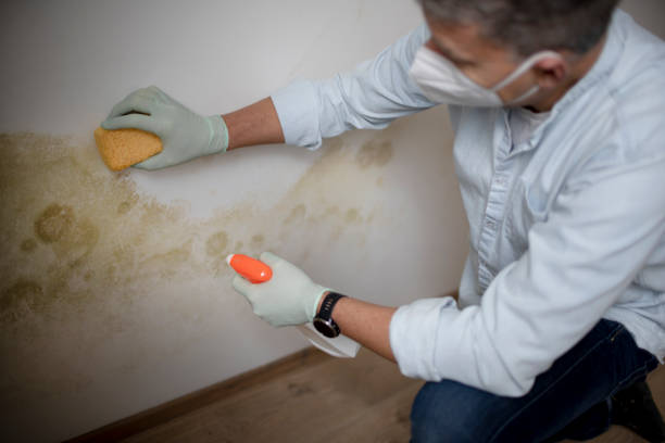 Best Home Mold Removal  in Cave City, KY