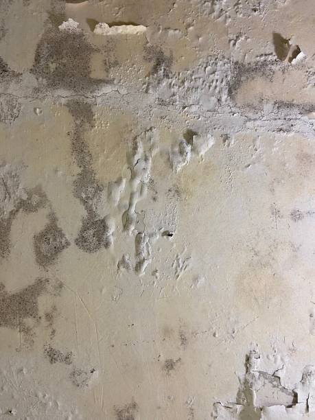 Best Office Mold Removal Services  in Cave City, KY