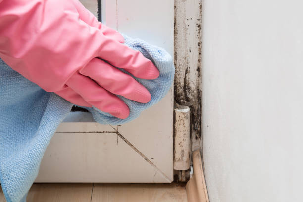 Home Mold Removal in Cave City, KY