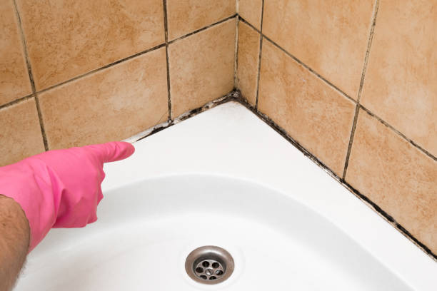 Trusted Cave City, KY Mold Removal Experts